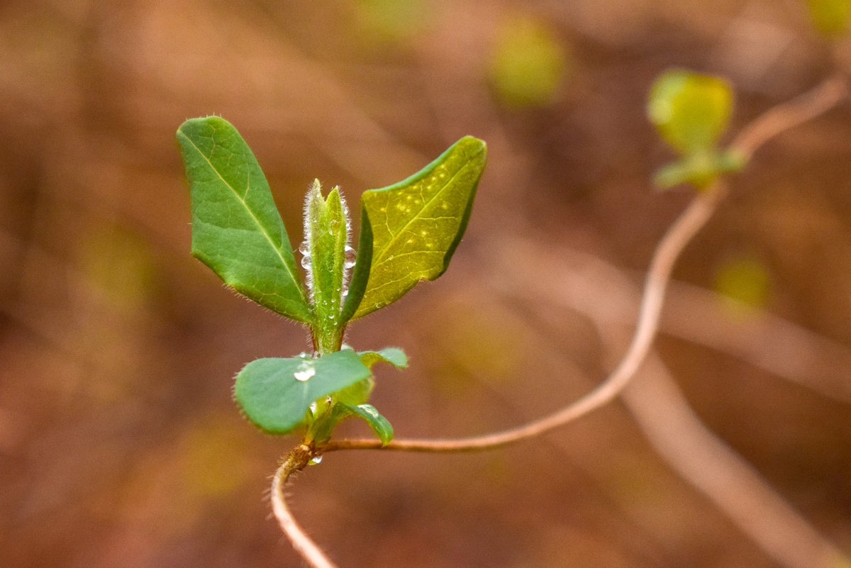 The first signs of spring. The Honeysuckle is coming into leaf. The food plant of our lovely White Admiral butterfly larvae 🦋🌿

#Nature #Photography #NaturePhotography #WildlifePhotography #TwitterNatureCommunity #Nature
<a href="/Natures_Voice/">RSPB</a>