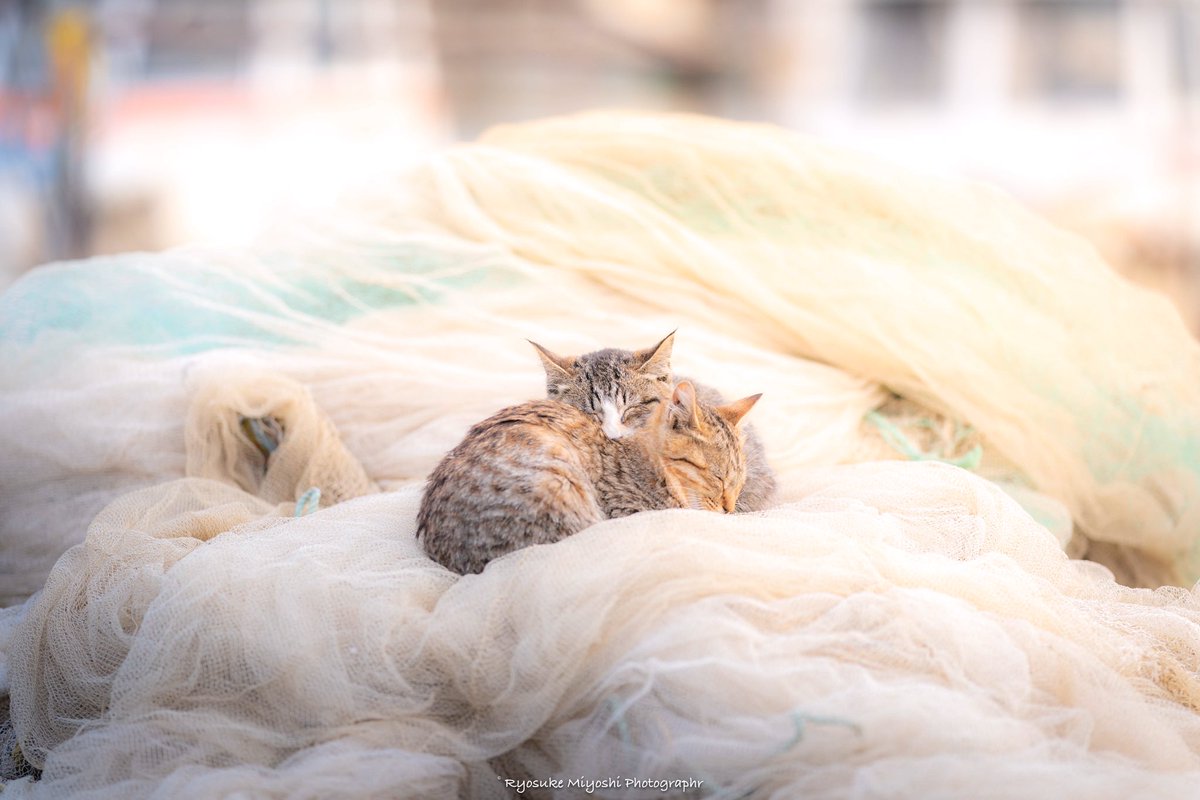 大反響だった主役の猫ちゃん。

他にもこんな可愛い姿や面白い瞬間があるんですよ🙂