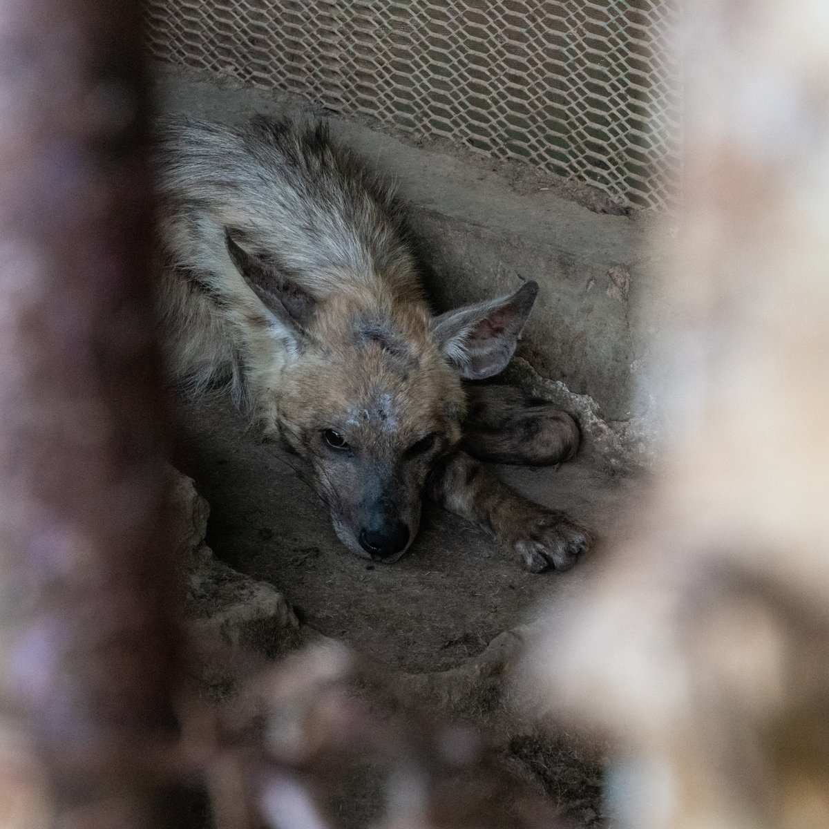 fourpawsint's tweet photo. 🔻🇸🇩🔻#SaveSudanLions 🦁 Our team is shocked by the conditions on-site! Yesterday our team visited the Al Qurashi Family Park zoo &amp; found that the living conditions are horrendous - the animals have very little space to move. Keep your fingers crossed ➡ https://t.co/hOOMTKEd9A https://t.co/jIpguI1Le0