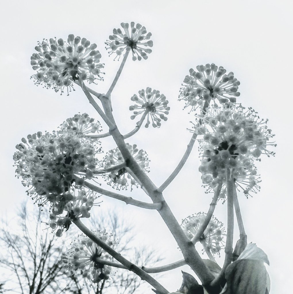 fotobuni's tweet image. On difficult days I rely on nature to hold my hand. #difficultdays #blackandwhite #holdmyhand