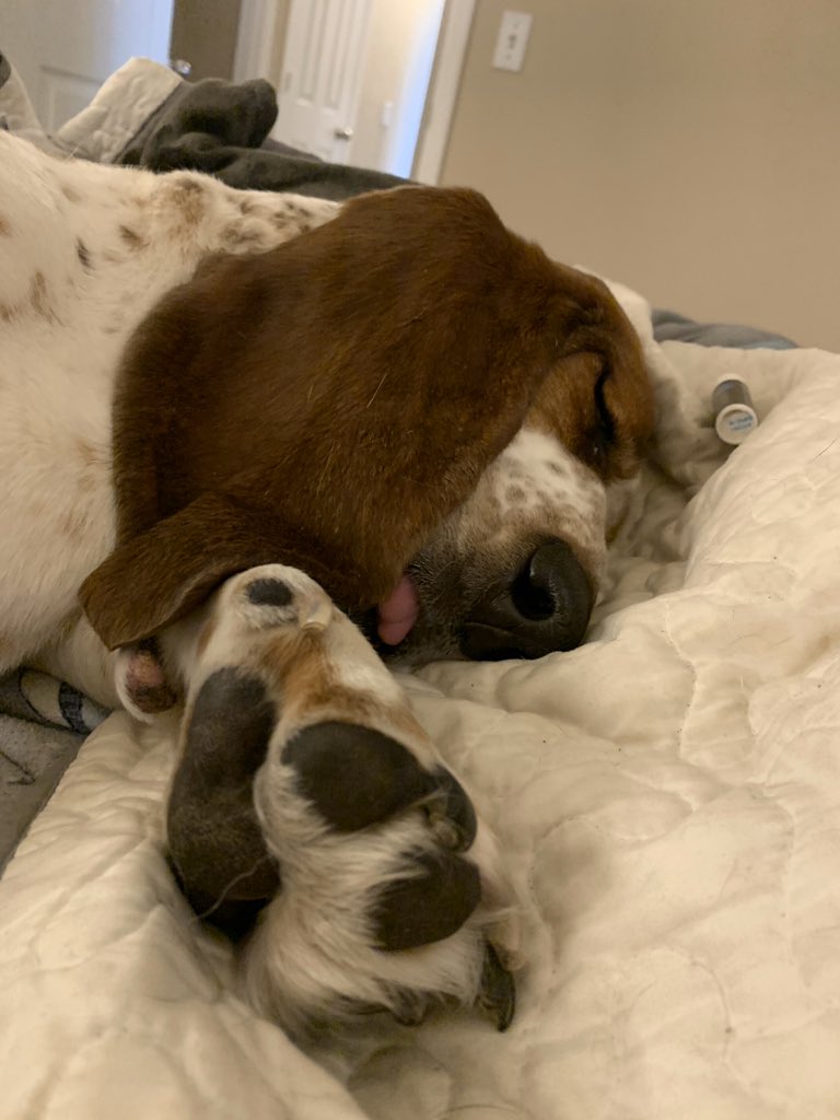 BassetFam's tweet photo. @dog_rates Did a h*ck of a search for your missing missing neck fren!  Ours is missing too! @ErinSamanthaK https://t.co/u5OXbetNIj