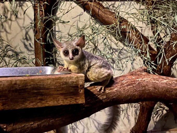 ショウガラゴのいる動物園は 飼育展示動物園とショウガラゴ情報まとめ アリエスコム Ariescom