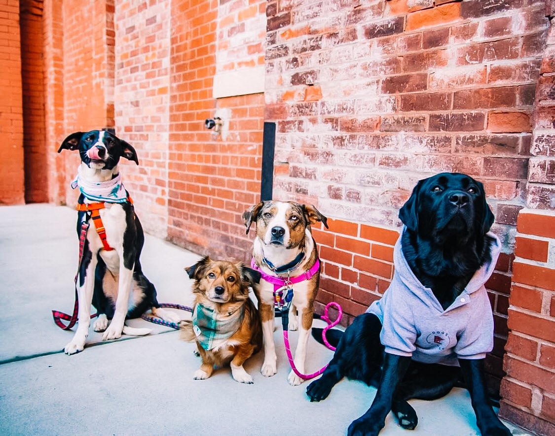 Dogs of MSP (@dogsofmsp) on Twitter photo Our February Meet Up will be this Saturday, Feb 1st <a href="/stpbrewing/">Saint Paul Brewing</a> (formerly Flat Earth Brewing) from 12-3pm. Stop by to grab a drink and catch up with friends! Deets ➡️ bit.ly/2uHfTnS. #dogsofmsp #dogsofmspbrew Our February Meet Up will be this Saturday, Feb 1st <a href="/stpbrewing/">Saint Paul Brewing</a> (formerly Flat Earth Brewing) from 12-3pm. Stop by to grab a drink and catch up with friends! Deets ➡️ bit.ly/2uHfTnS. #dogsofmsp #dogsofmspbrew