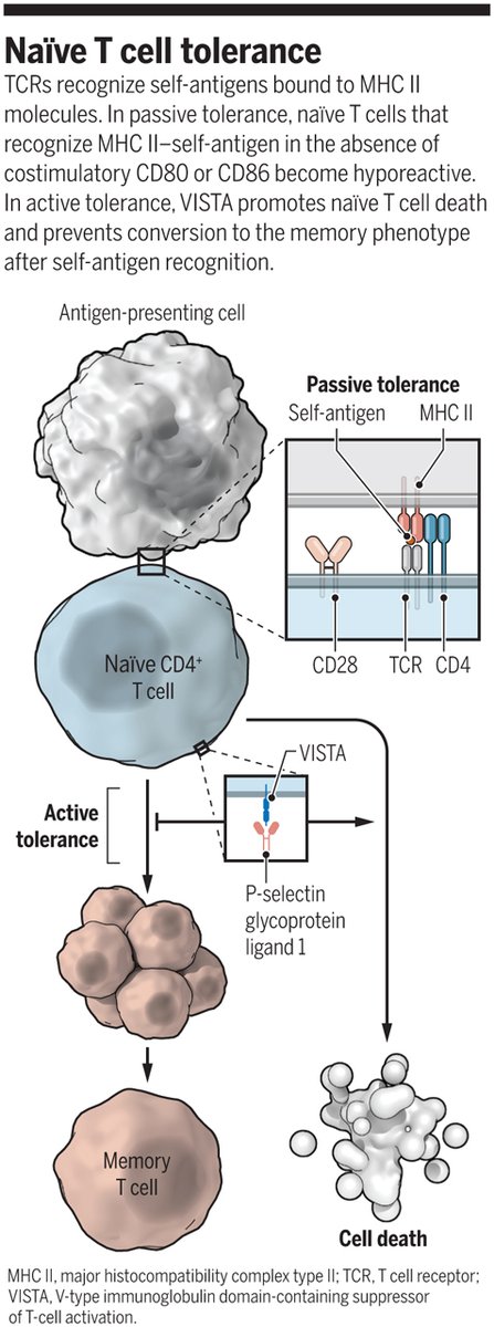 New research points to active regulation of naïve T cell quiescence as a critical mechanism for the prevention of #autoimmunity. Learn more in this #SciMagPerspective: ($) fcld.ly/v556sh7 #Immunology