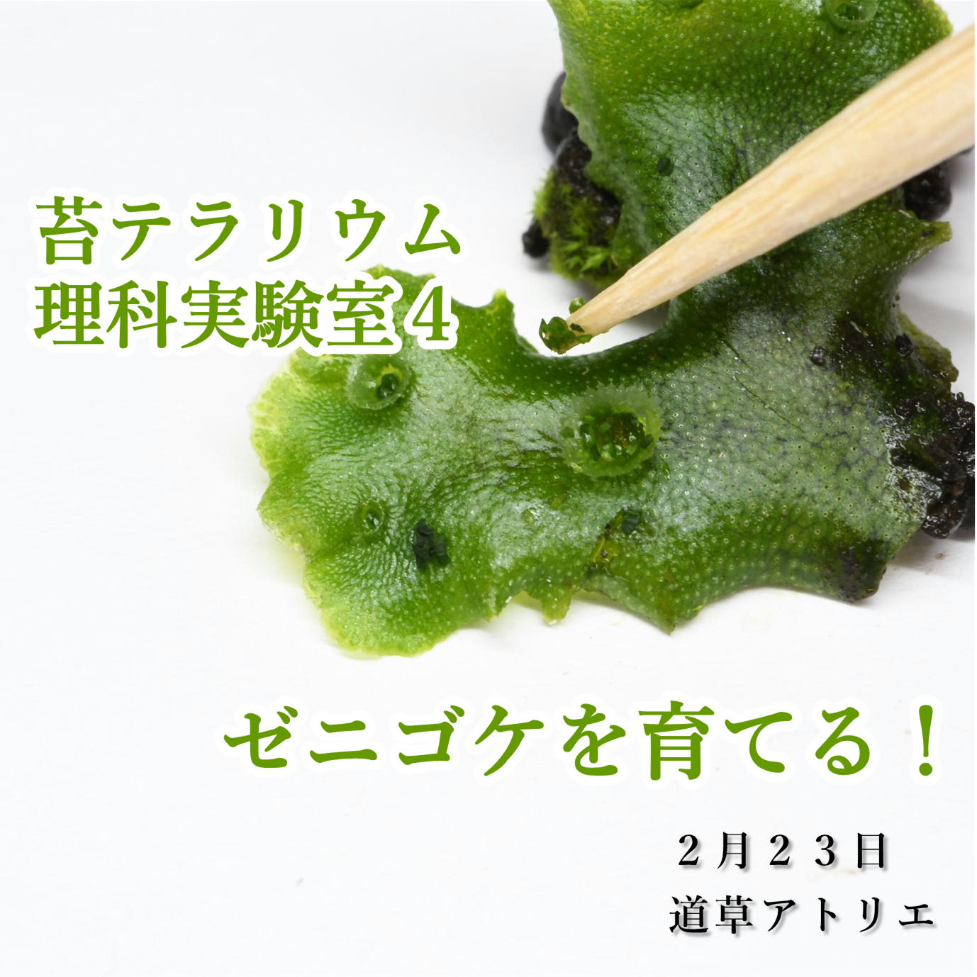 道草 Michikusa 苔テラリウムフェア2 25 3 6 ゼニゴケを育てるワークショップやります 無性芽からじっくりゼニゴケを育ててみませんか テラリウム栽培でのコツなど ２月２３日 土曜 １４ ００ 費用 4400円 場所 道草アトリエ 東京都大田区