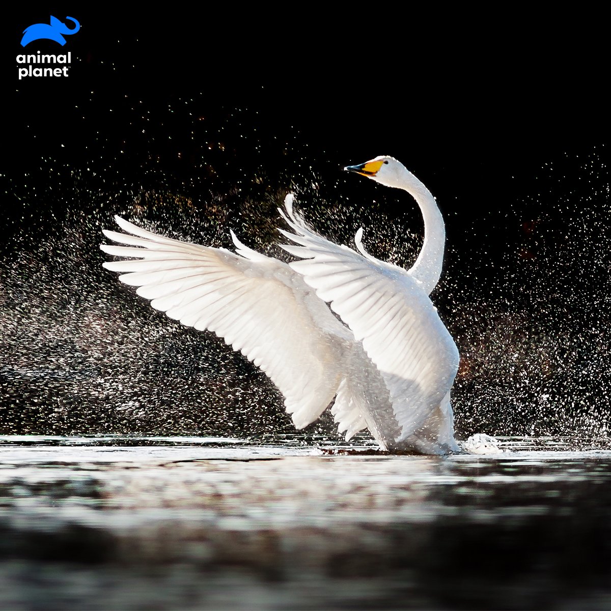 Animal Planet India on Twitter: "Flapping to the tune! Whooper swans are  the most elegant member of the swan family. When they fly, their wings  create a melodic tune. #WeirdAnimalFacts… *****hb4LrtZ1uW"