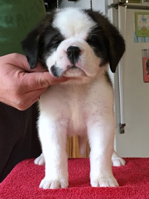 Deluxe Saint Bernards Lmartten Twitter