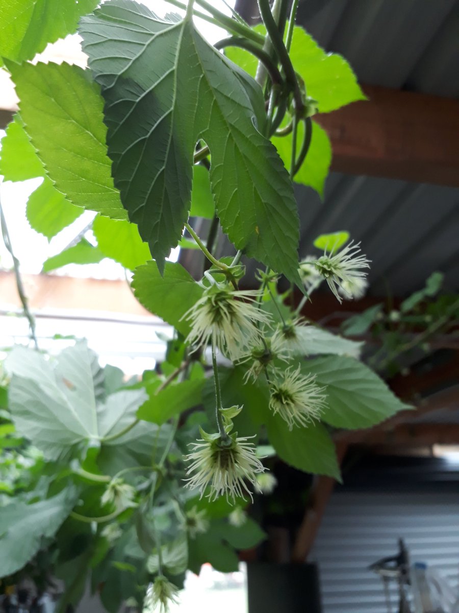 BanksBrewing's tweet photo. @Morehu Cool how you are doing a fresh hop brew and here I only just have burrs.. https://t.co/BCk4R6JZYj