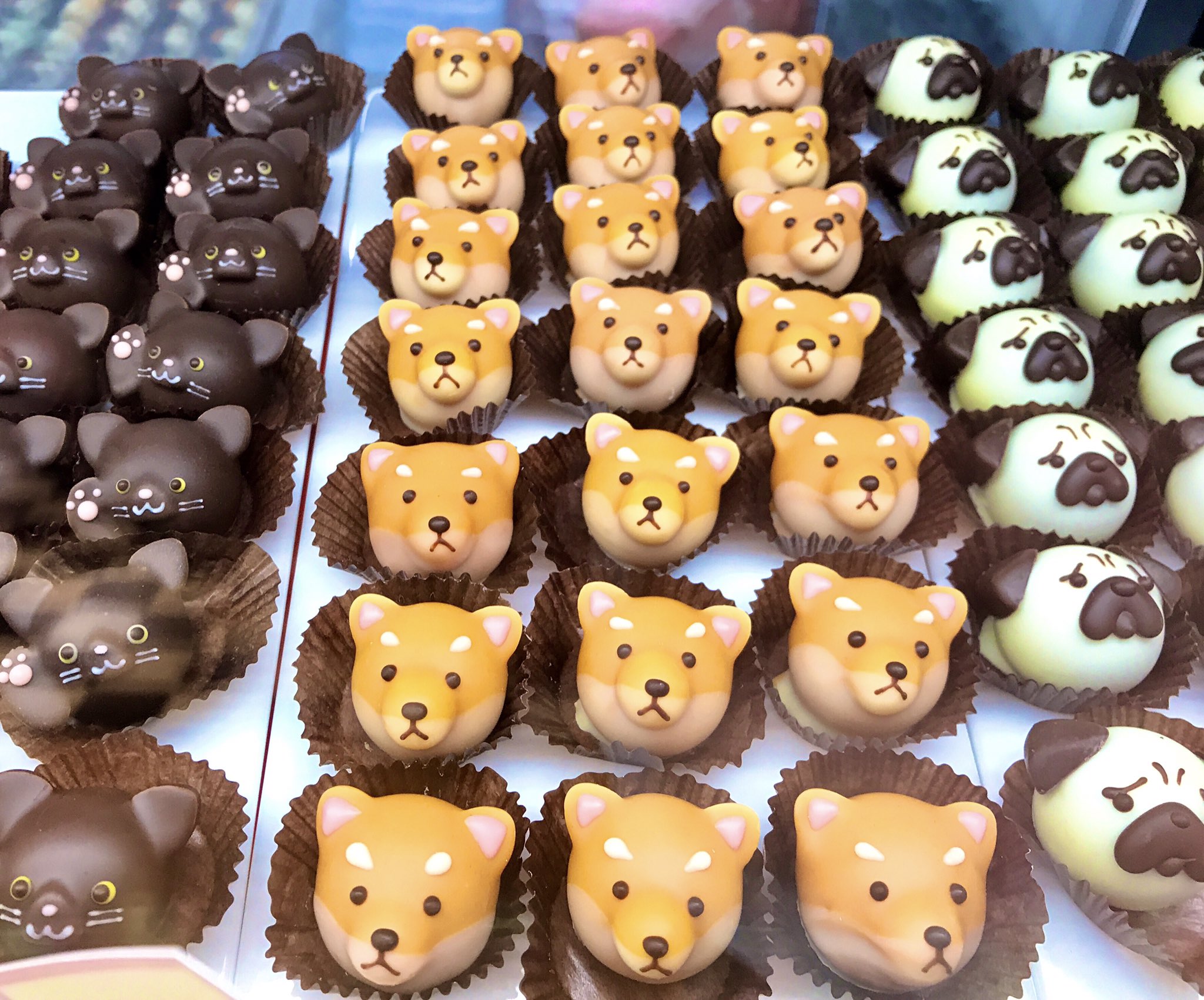 Hankyu Food News ものすっごい 視線を感じる アニマルショコラ ゴンチャロフ チョコ菓子マーケット バレンタインチョコレート博覧会 チョコ博 Hankyu 阪急うめだ本店 T Co Y2csyqklmi Twitter