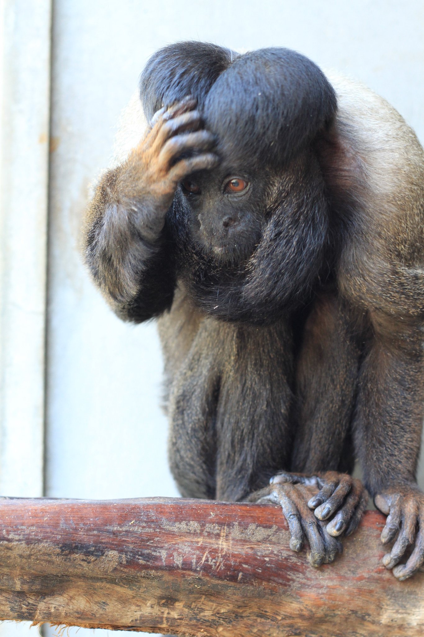 静岡市立日本平動物園 on X: 