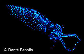 Firefly Squid photo by Danté Fenolio