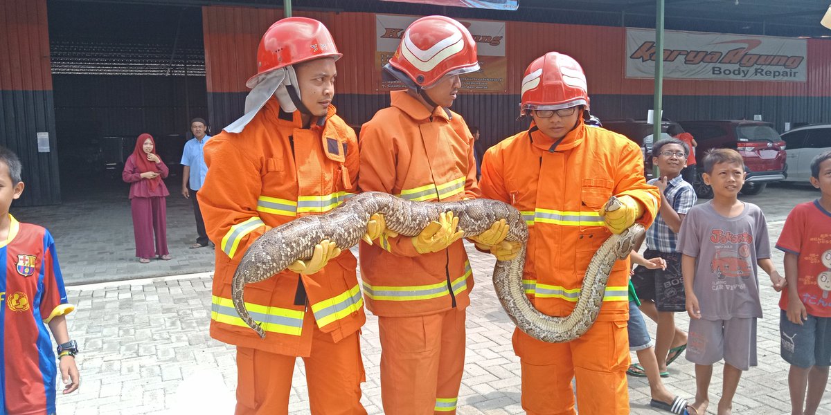 gresikNEWS's tweet image. Petugas Damkar Gresik menangkap seekor Ular Piton sepanjang 3 meter di Ds. Samirplapan Kec. Duduksampeyan, Selasa (28/1/2020).

Saat ditangkap, perut ular seberat 10 Kg itu terlihat besar. diduga karena makan kucing

Tonton videonya di:
instagram.com/gresiknews_?ig…

#ularpiton