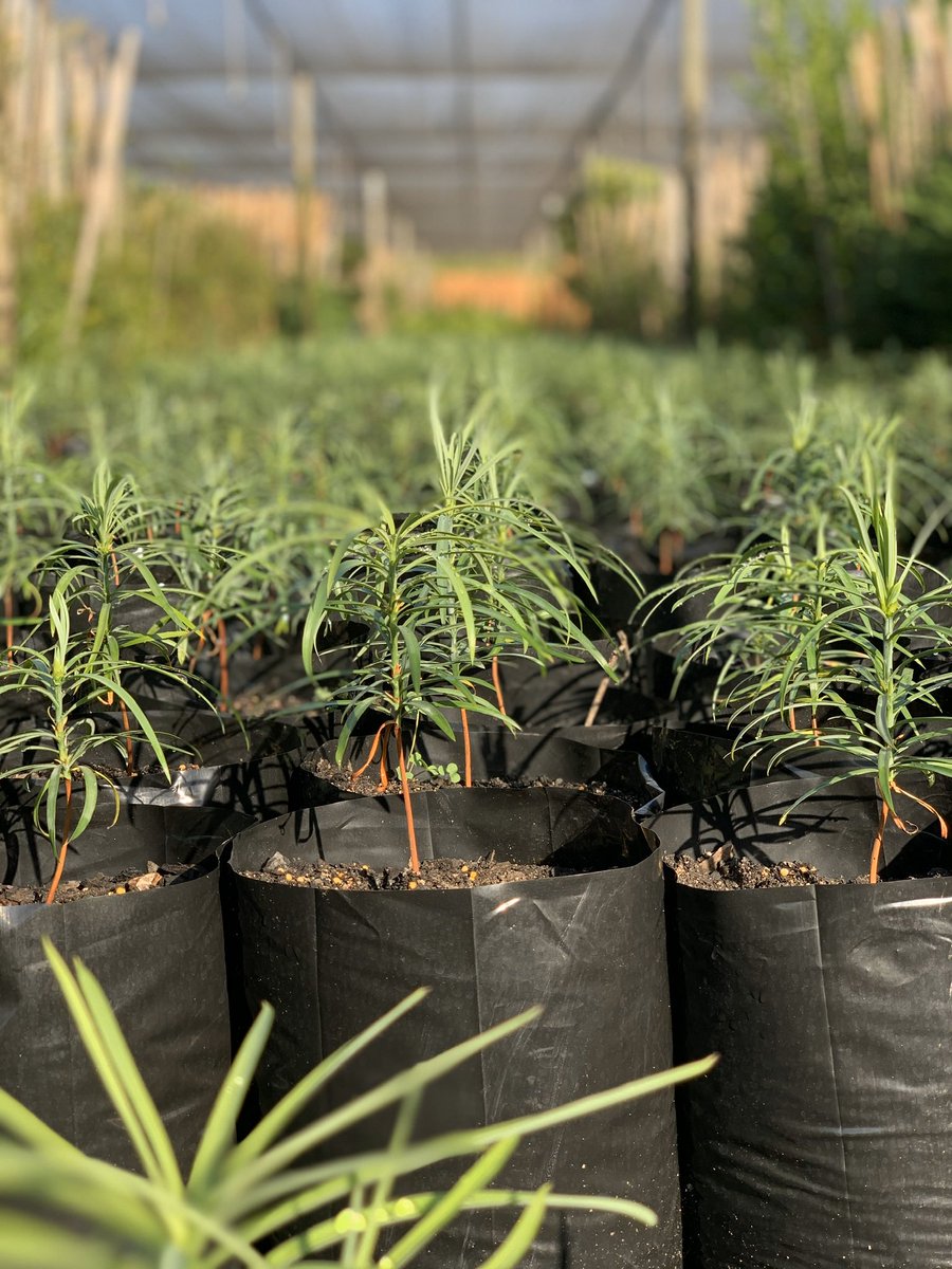 siya_sokomani's tweet photo. The yellowwood family is primeval and has been present in South Africa for more than 100 million years.
We Grow and supply 4 Yellowwood species
Podocarpus latifolius
Podocarpus henkelii
Podocarpus falcatus
Podocarpus latifolius
We ๐ Trees
#treeproduction #southafrica https://t.co/Fg3mSyaFfS