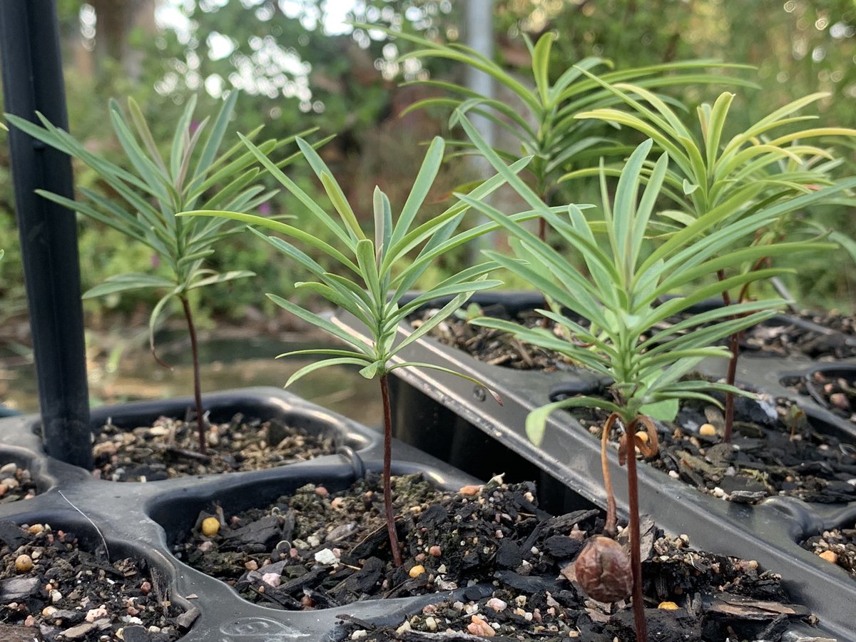 siya_sokomani's tweet photo. The yellowwood family is primeval and has been present in South Africa for more than 100 million years.
We Grow and supply 4 Yellowwood species
Podocarpus latifolius
Podocarpus henkelii
Podocarpus falcatus
Podocarpus latifolius
We ๐ Trees
#treeproduction #southafrica https://t.co/Fg3mSyaFfS