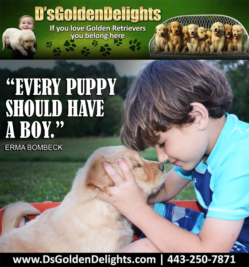 DsGolden_'s tweet image. “Every puppy should have a boy.” – Erma Bombeck
#dsgoldendelights