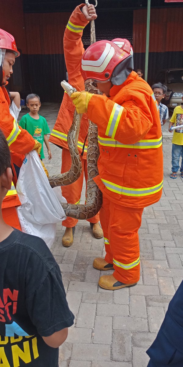 gresikNEWS's tweet image. Petugas Damkar Gresik menangkap seekor Ular Piton sepanjang 3 meter di Ds. Samirplapan Kec. Duduksampeyan, Selasa (28/1/2020).

Saat ditangkap, perut ular seberat 10 Kg itu terlihat besar. diduga karena makan kucing

Tonton videonya di:
instagram.com/gresiknews_?ig…

#ularpiton