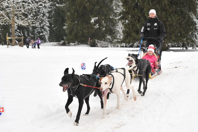 STMediaCH's tweet photo. Einzigartig! Gibt es nur in den #FranchesMontagnes! #SnowUp - Das grosse Volksfest für Winterwanderer, Langläufer, Schneeschuhläufer und Hundeschlittenfahrer.....inmitten der grossen weiten weissen Juraweidelandschaft! 2.2.20.
@Jura3Lacs
https://t.co/2KxI6svnMm https://t.co/GHpgPgINvP