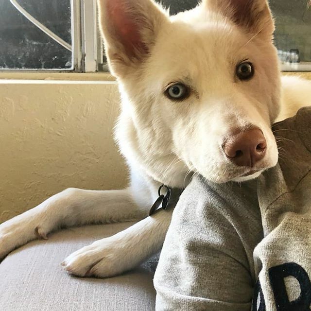 A Champ on my shoulder #lilchamp ift.tt/2RxdeGB