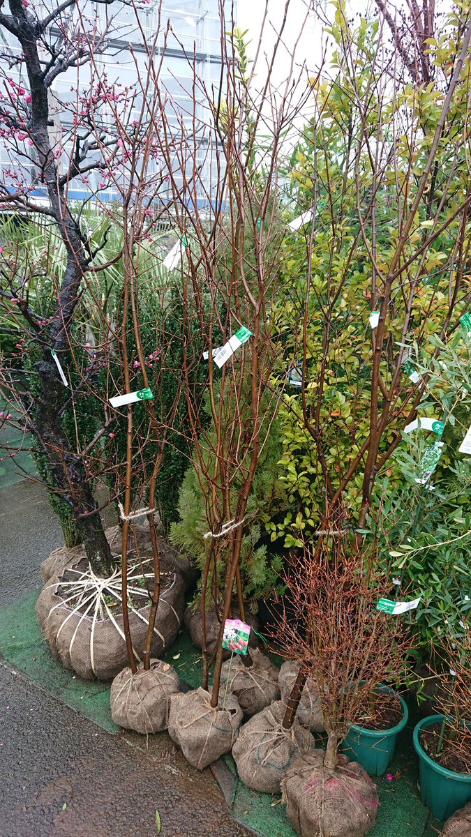 協 川口園芸販売 先ほどジューンベリーと花梅の鹿児島紅が入荷しました 艸 大きさもお車に乗せられちゃう手頃なものです お花が咲くのが楽しみですね 川口園芸販売 植木売場 入荷しました シンボルツリー ジューンベリー 花梅 鹿児島紅