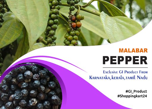 AuthenticGI_'s tweet photo. Black #Pepper is a #spice that will be found in almost all the #restaurants & #kitchen, #MalabarPepper is a variety of black pepper that originated in a geographical region of #Karnataka #Kerala #TamilNadu
👉 : https://t.co/i9xYpU4udC
📲: 9161898733
#GeographicalIndication https://t.co/G5839BzDNj