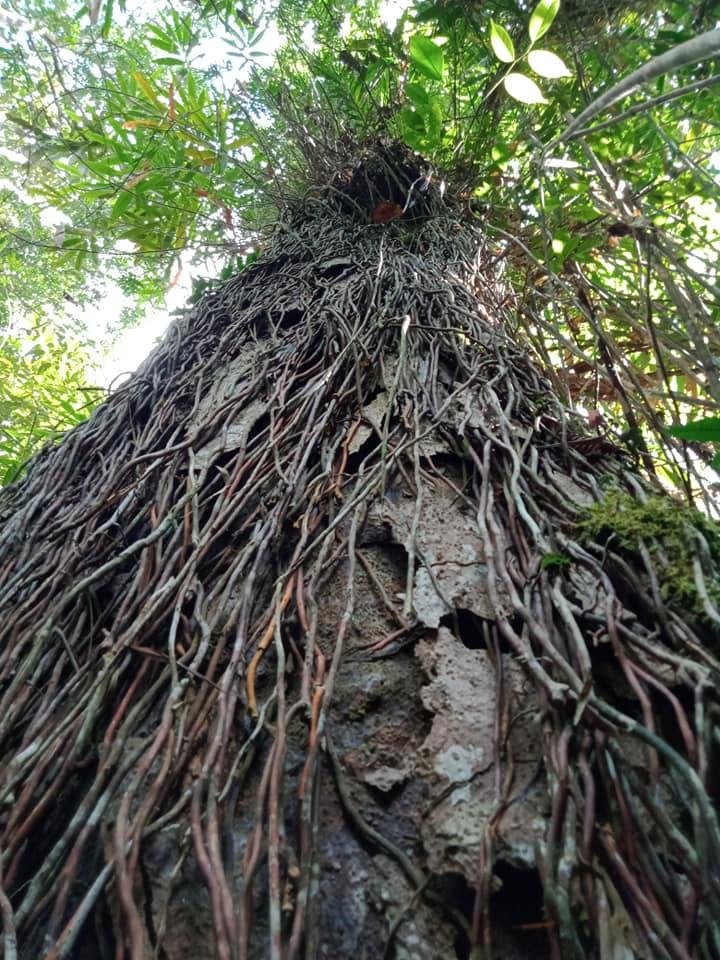AjitaKad's tweet photo. On Jan 27, 2020 Rainforest Protectors Trust #rainforestprotectorstrust together with #MASActive Trading (Pvt) Ltd successfully completed the permanent protection of a 2 acre privately held pristine #rainforest bordering #Sinharaja World Heritage Rainforest. #lka https://t.co/PaRo44u4FU