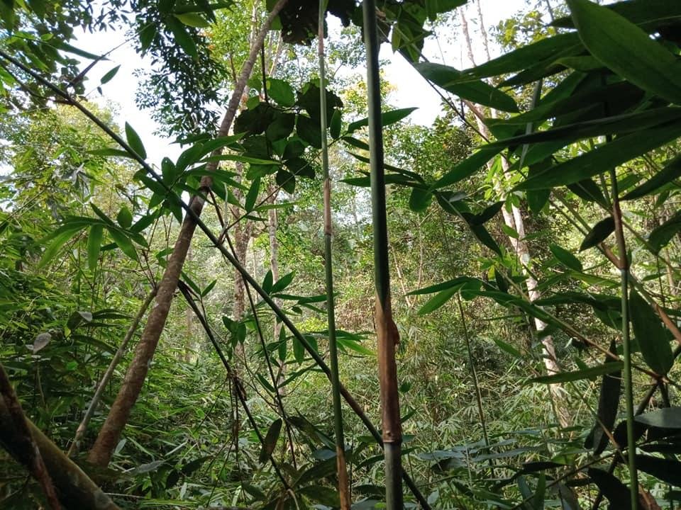 AjitaKad's tweet photo. On Jan 27, 2020 Rainforest Protectors Trust #rainforestprotectorstrust together with #MASActive Trading (Pvt) Ltd successfully completed the permanent protection of a 2 acre privately held pristine #rainforest bordering #Sinharaja World Heritage Rainforest. #lka https://t.co/PaRo44u4FU