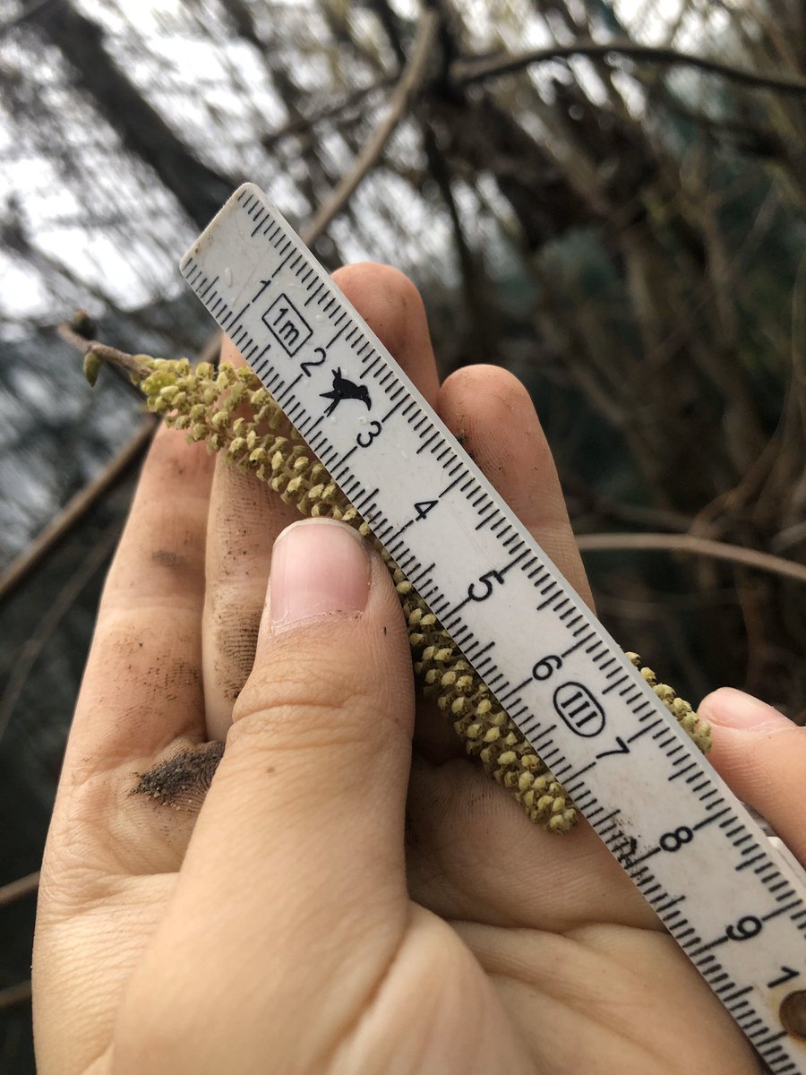 waterscw's tweet photo. It’s 5 degrees today, what things can we find that are 5cm long in our #outdoorlearning space? #grade2 #measurement #inquiry @OLEISD @isdedu @ibpyp #WeAreISD @CLOtC #maths #pyp #catkinsareawesome https://t.co/QPmUVWFuOS