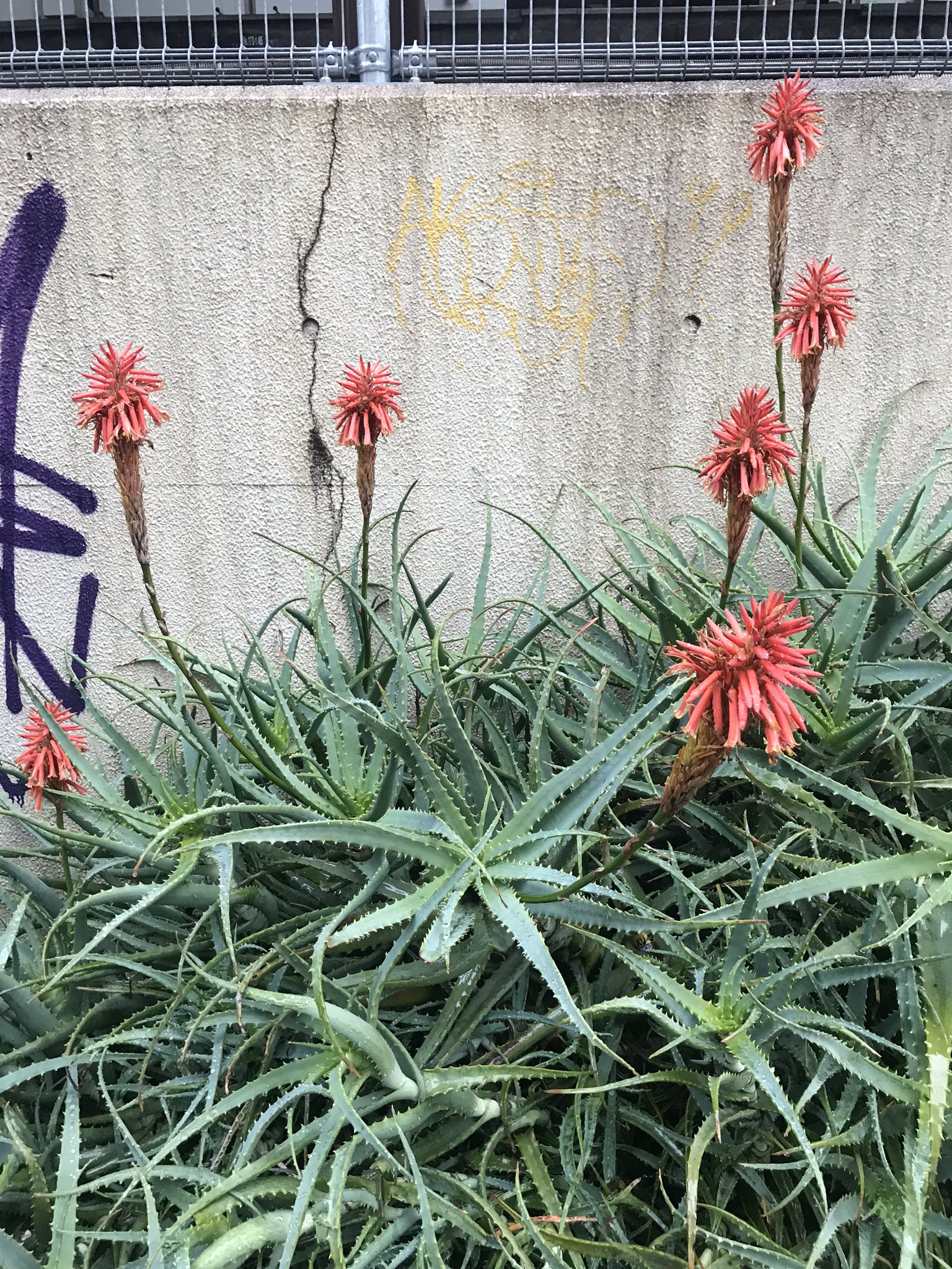 ムラトミ Rab 荒野のひまわり アロエの花ってこんな感じなんだー なんか不思議な形でワクワクした T Co S0ifuk1myx Twitter