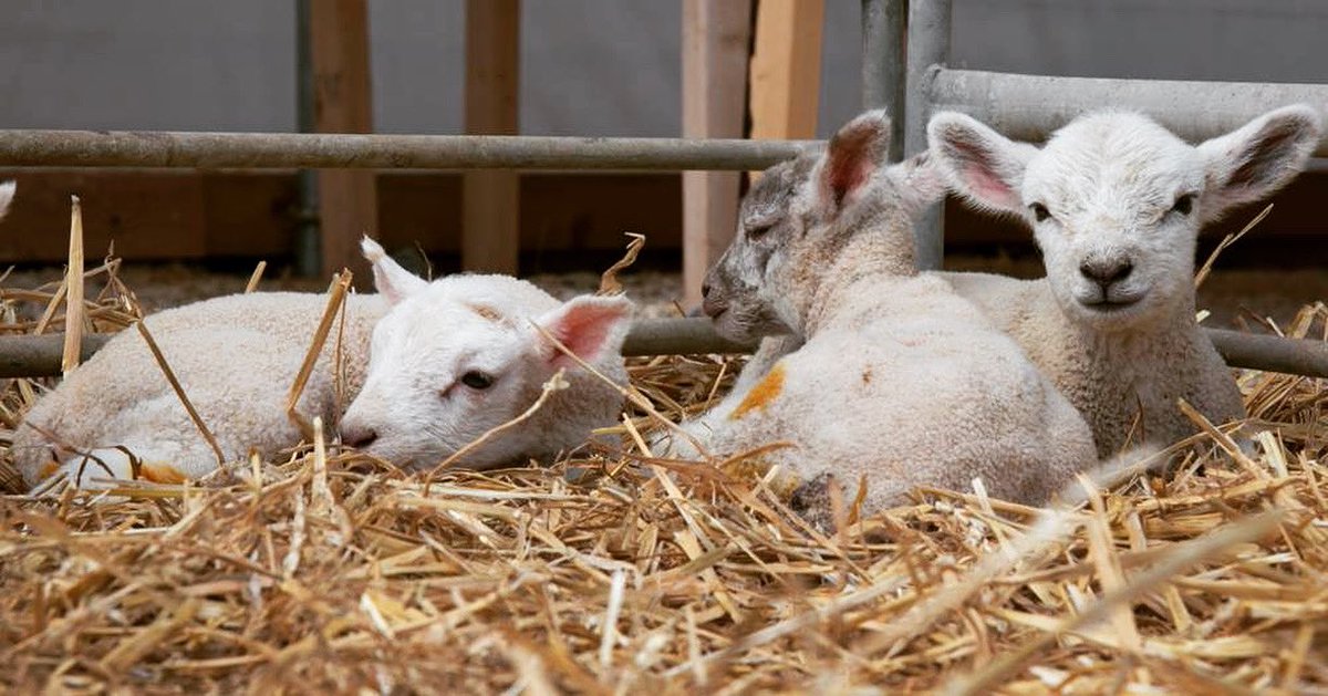 Court Farm Shop tweet media