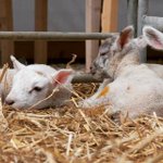 Photo by Court Farm Shop (@CourtFarmShop)