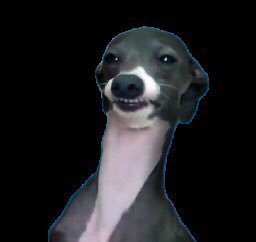 Марблс собака. Итальянская левретка кермит. Джена марблс собаки породы. Марблс собака. Марблс собака.