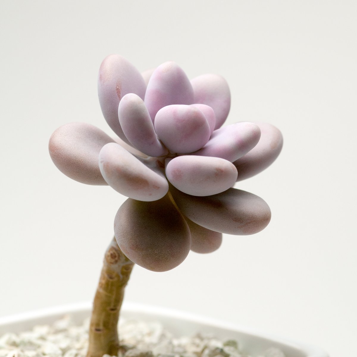 bosucculents's tweet photo. Graptopetalum amethystinum https://t.co/miWqASUkrU