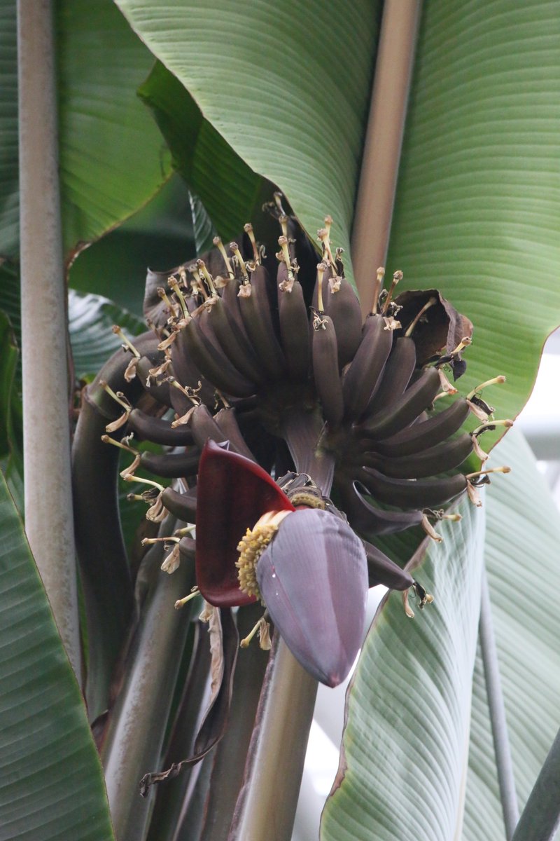 Uzivatel 神代植物公園 ニュース Na Twitteru スタッフより 広報係 大温室の熱帯スイレン室で バナナ の花が咲きました 入口左手の天井まで届く大きなバナナの木先端で咲いているので 知らないと見落としてしまうでしょう これからどのように変化していくのか Uzivatel 神代植物公園 ニュース Na Twitteru スタッフより 広報係 大温室の熱帯スイレン室で バナナ の花が咲きました 入口左手の天井まで届く大きなバナナの木先端で咲いているので 知らないと見落としてしまうでしょう これからどのように変化していくのか