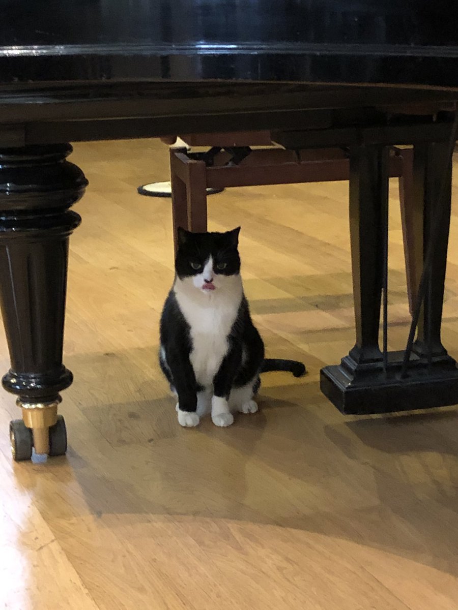 Black and white cat sitting upright under a grand piano caught half way through licking his lips