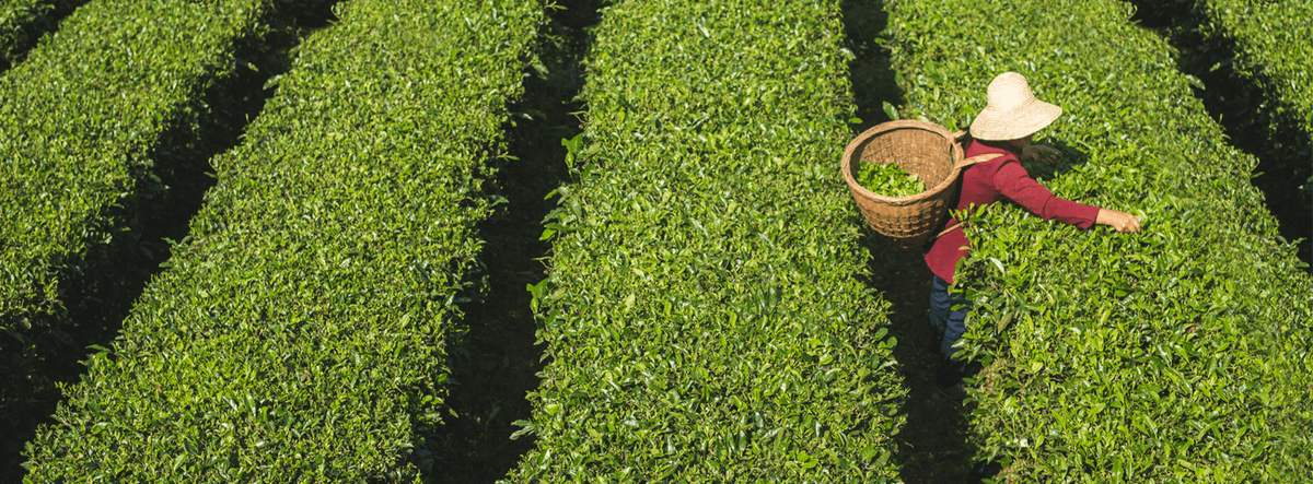 FairtradeUK's tweet photo. Tea is the most popular drink in the world after water – an estimated 70,000 cups are drunk every single second. ☕ #TuesdayThoughts 

Yet tea farmers and workers struggle to get a fair deal. #ChooseFairtrade

https://t.co/XuBomZ43wa https://t.co/ZtYWy1zDUd