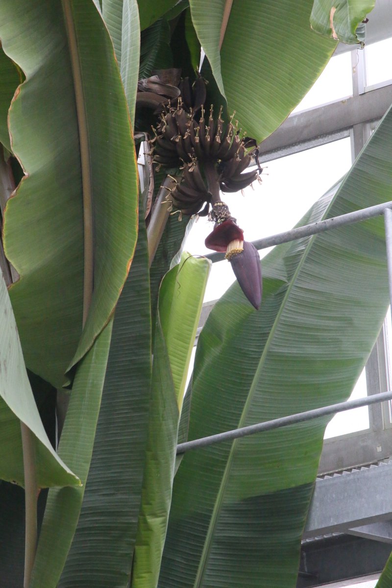 Uzivatel 神代植物公園 ニュース Na Twitteru スタッフより 広報係 大温室の熱帯スイレン室で バナナ の花が咲きました 入口左手の天井まで届く大きなバナナの木先端で咲いているので 知らないと見落としてしまうでしょう これからどのように変化していくのか Uzivatel 神代植物公園 ニュース Na Twitteru スタッフより 広報係 大温室の熱帯スイレン室で バナナ の花が咲きました 入口左手の天井まで届く大きなバナナの木先端で咲いているので 知らないと見落としてしまうでしょう これからどのように変化していくのか