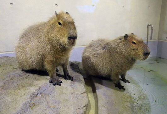 温水プールに入ろうとする、はるみ（右）とはるか姉妹（打田達也撮影）