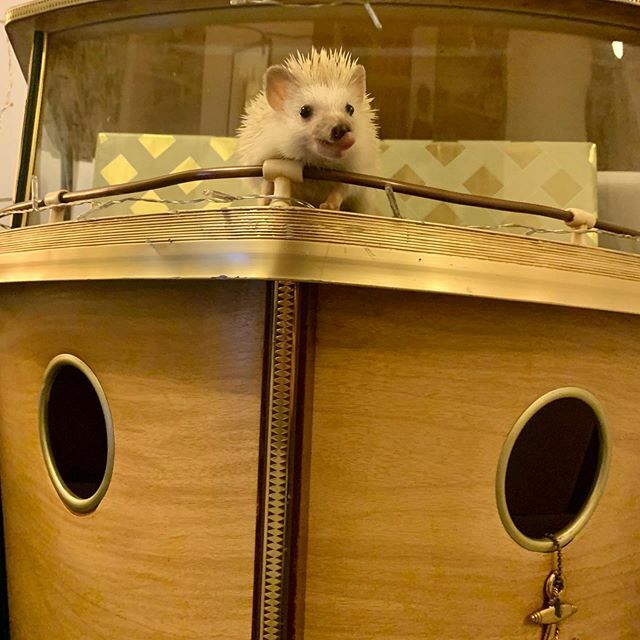 PengeHog's tweet photo. Yuki re-enacting his favourite scene from titanic .
.
.
#titanic #imontopoftheworld #Hedgehoglove #Hedgehogcommunity #Hedgehog #Hedgehogs #hedgie #ハリネズミ #hérisson #igel #africanpygmyhedgehog #hedgehogsofinstagram #pengehog
#ежик #hedgehogsofig #p… https://t.co/XPdT2yKq8O https://t.co/plTUZvv57t