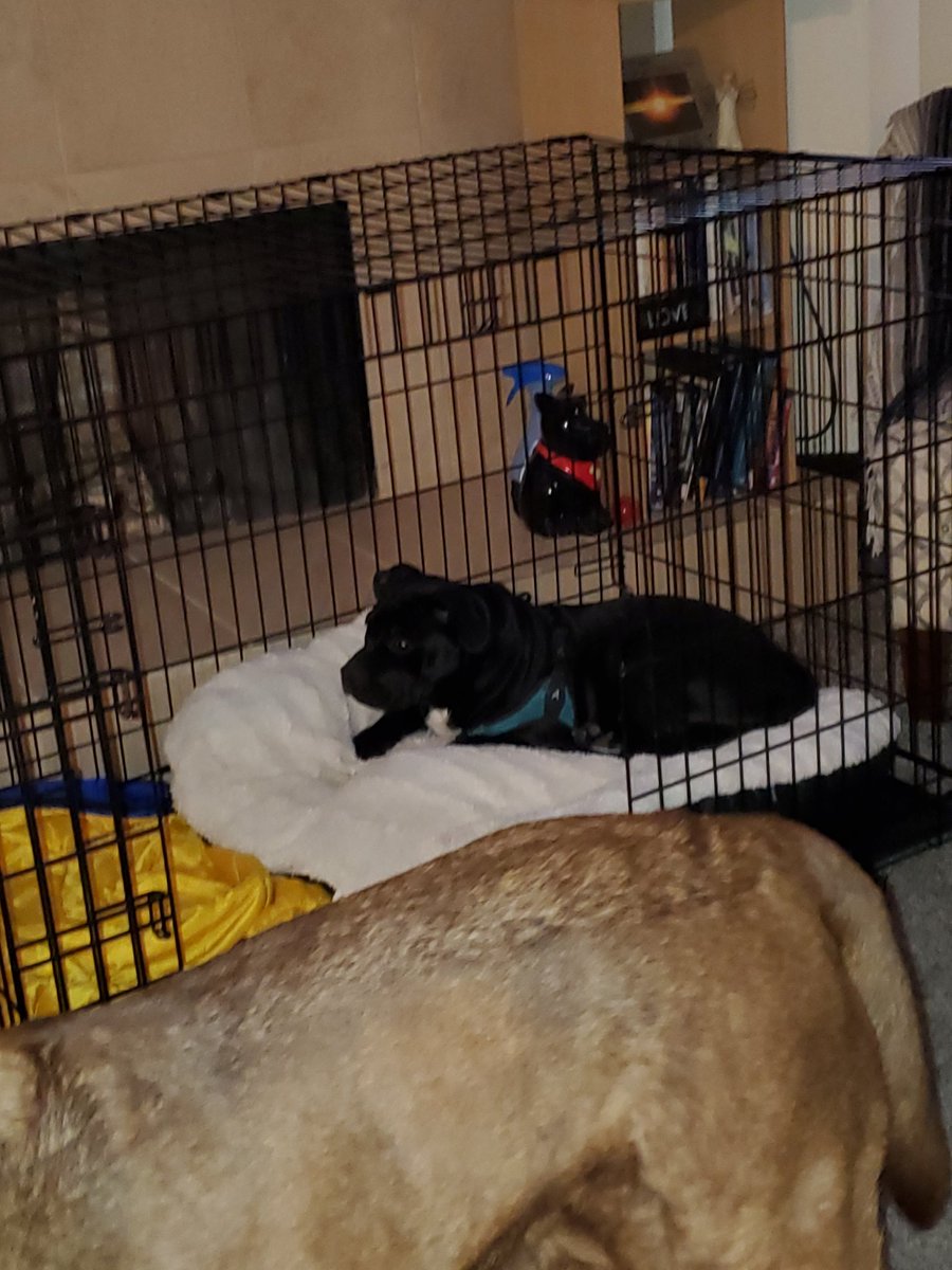 just_a_creature's tweet photo. The baby got his first bed, it took him a good 20 minutes of violently poking his nose into it to decide he loves it, wouldn't even sleep on my bed last night like normal 🙄 here's hoping he doesn't eat it! https://t.co/bq5LprqFmO