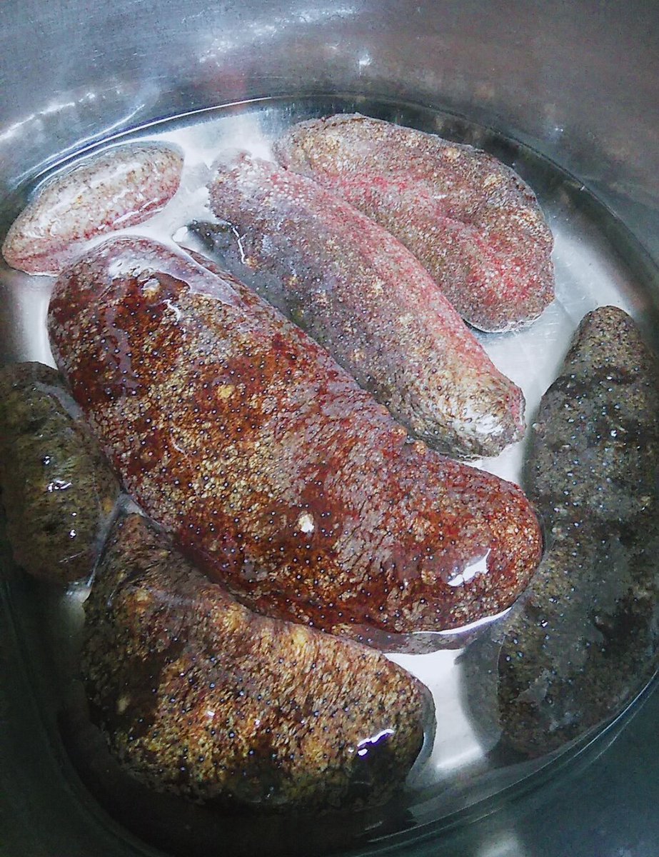 赤なまこ