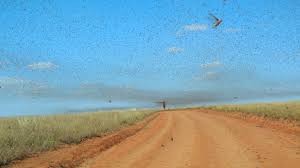 kushiriki's tweet photo. The UN has pledged $10 million to help combat the swarm of locusts plaguing northern Kenya.

https://t.co/Ixhuv9rvdu https://t.co/yqAkS315rM
