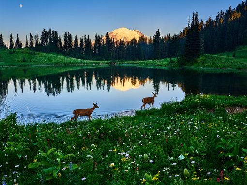 bltprofdaydream's tweet photo. There are so many beautiful things to see here, and summer/fall is the best time to visit! PNW ARMY loves you so much! Please add a tour date for Seattle soon so we can all share in the love 💜 #BTSinSeattle @BigHitEnt @BTS_twt https://t.co/D21TrN0Fgp