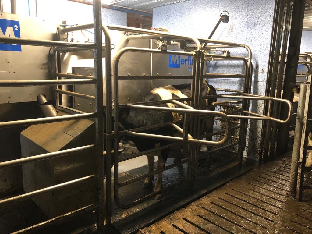 McCaskieLtd's tweet photo. Big changes on this new 4x #m2erlin farm for both farmer and cows ๐ฎ a unique system and set up for @McCaskieLtd and @FullwoodPackoUK with some great features to accommodate both housing and grazing systems. #onestopshop #teamdairy #watchthisspace https://t.co/As9EnPFLQU