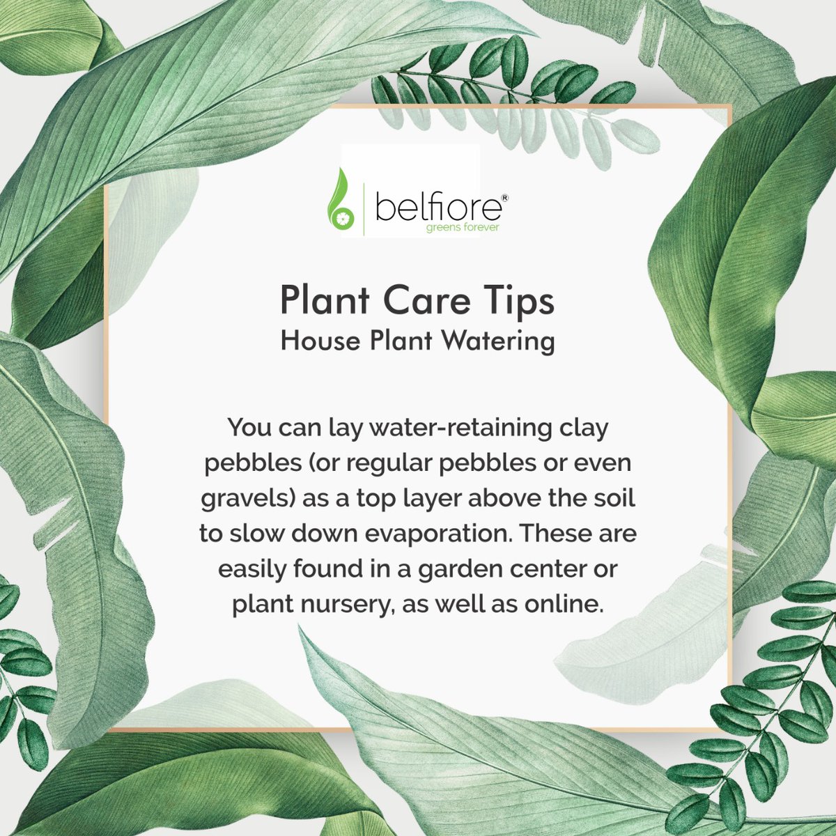 BelfioreStores's tweet photo. Another one in the series of  plant care tips.
#HousePlantWatering #plantWateringTips https://t.co/ldEchsStiH