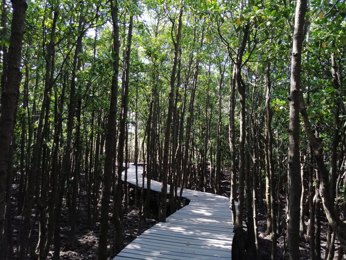 Green_Corridors's tweet photo. #ThisIsDurban Beachwood Mangroves. 

#Nature https://t.co/EP5dx8qnS2