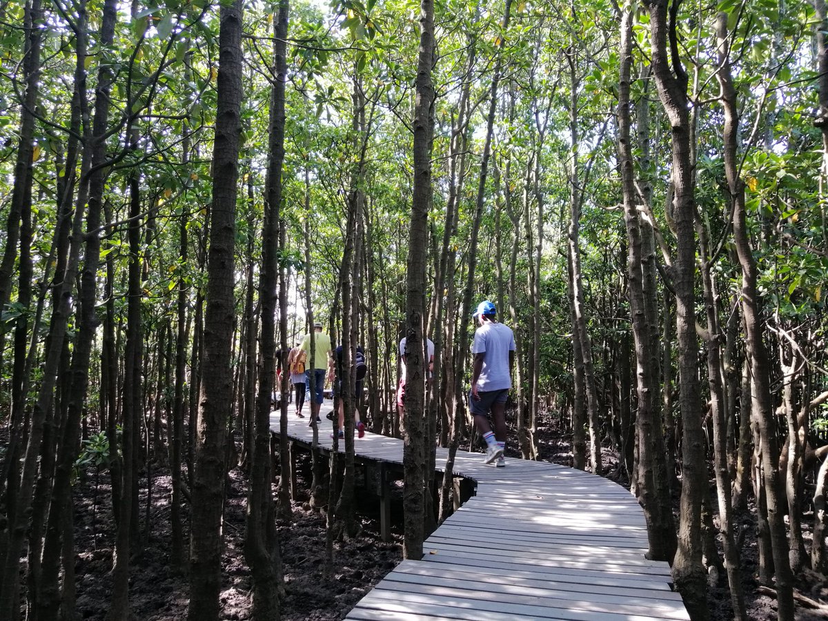 Green_Corridors's tweet photo. #ThisIsDurban Beachwood Mangroves. 

#Nature https://t.co/EP5dx8qnS2