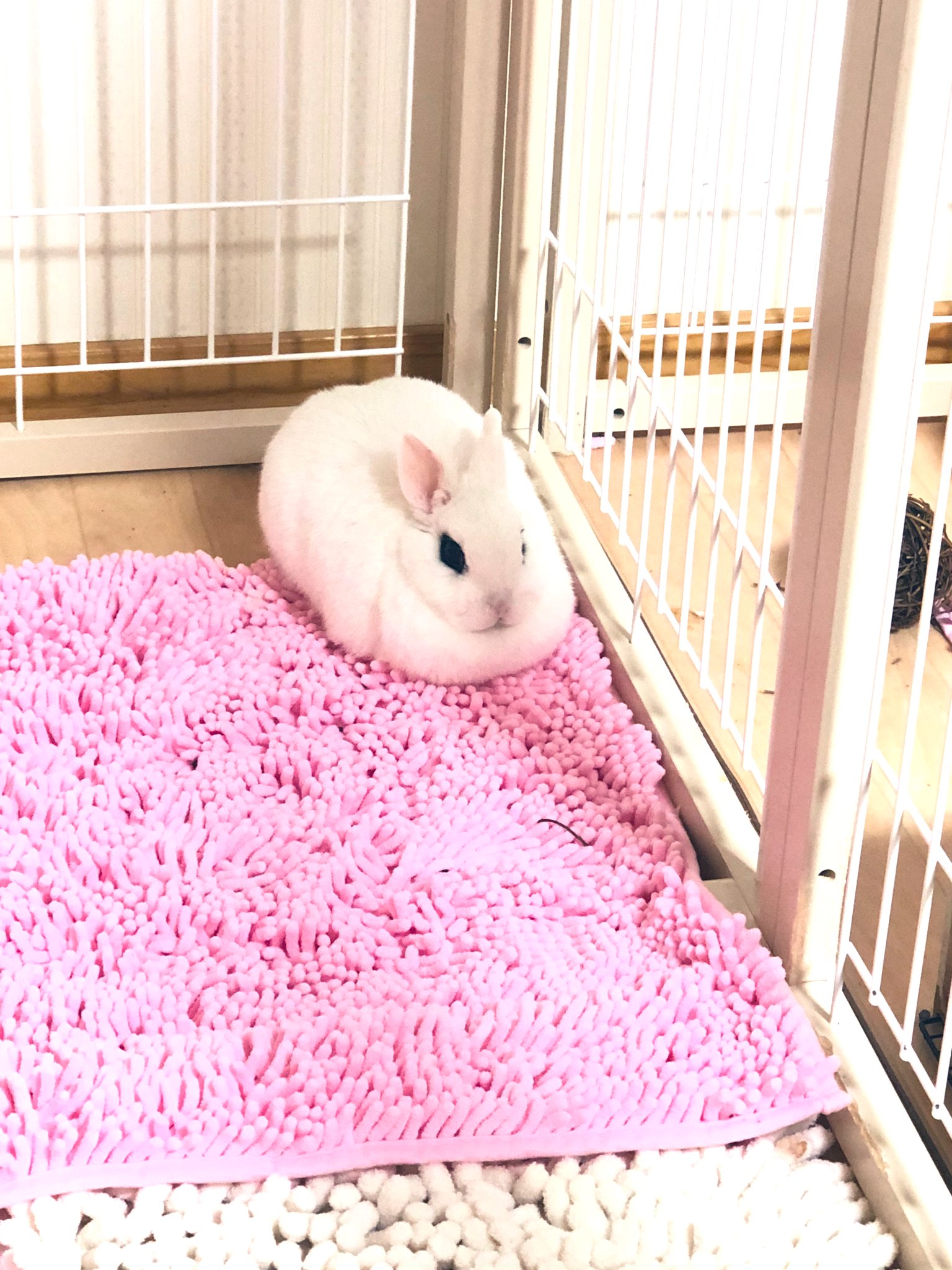 Rie Habu うさぎファース党 Pa Twitter うさぎの香箱座りは ぬいぐるみそのもので本当に可愛い まるっとしたフォルムで無表情にちんまり居る しかも 無表情のクセに片耳そば立てて人の話声を集中して聴いてるとこも好き