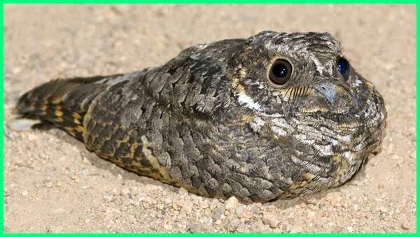 Media Tweets By Gesya Cudble Twitter