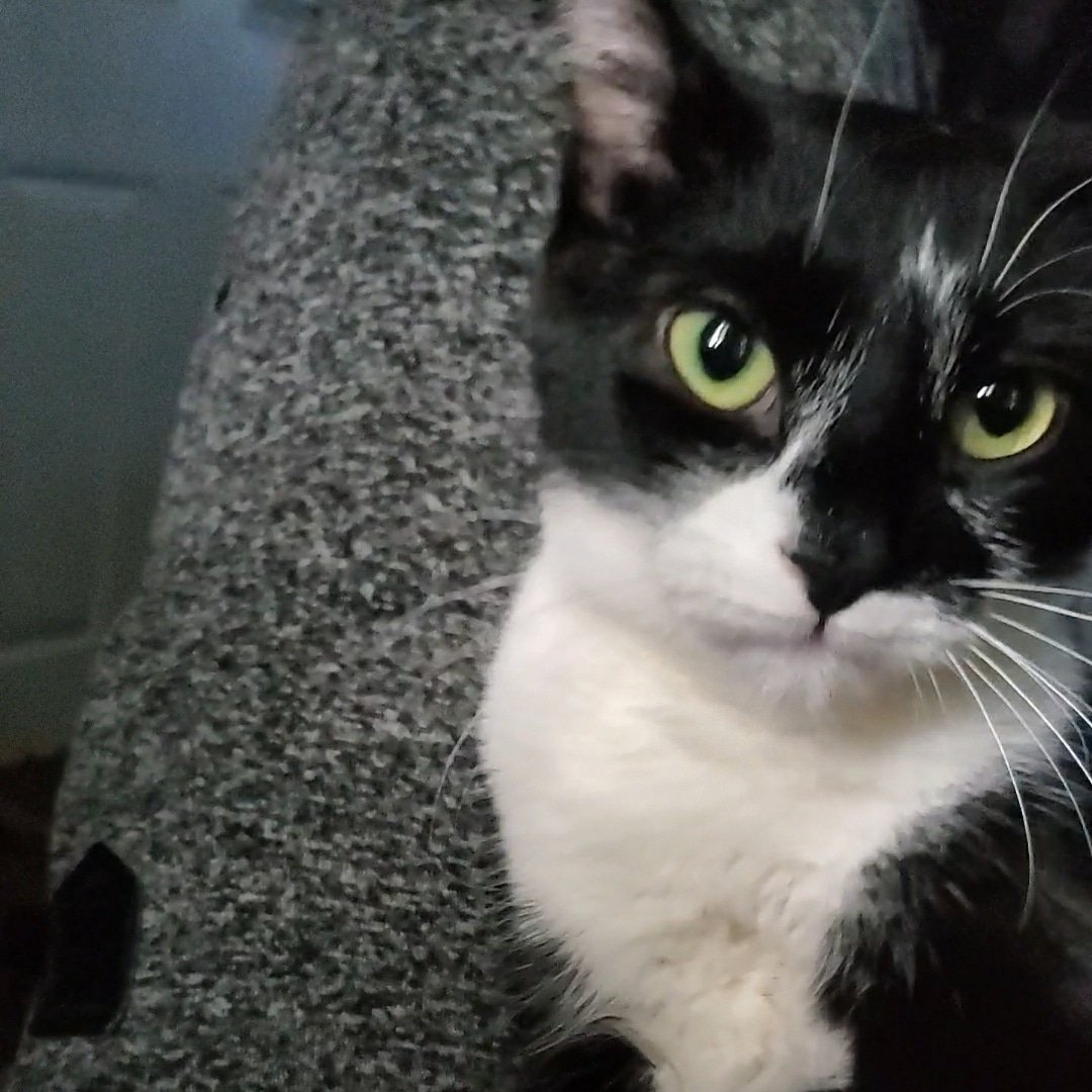 runawaypets's tweet image. Help us find Aluka the Cat
Get the app runawaypets.co
⚠️ #FurAlert
#cats #cat #catsofinstagram #catstagram #instagram #catlover #instacat #pets #kitten #meow #love #cute #kitty #pet #kittens #animals #catlovers #catoftheday #petstagram #catlife #instagood #lovecats