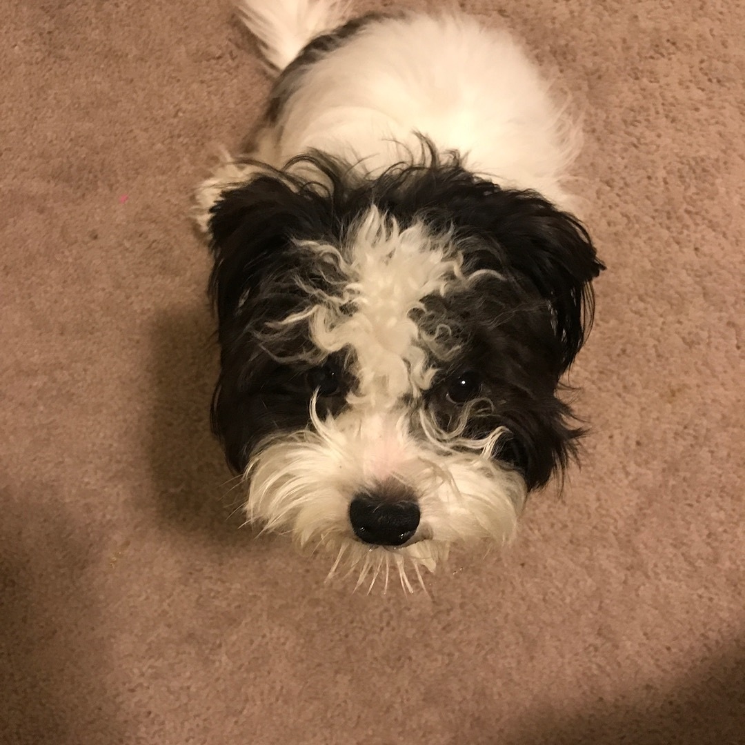 runawaypets's tweet image. Help us find Prince the Dog
Get the app runawaypets.co
⚠️ #FurAlert
#dog #dogsofinstagram #dogs #puppy #instadog #dogstagram #love #pet #cute #doglover #dogoftheday #instagram #pets #doglovers #puppies #ilovemydog #puppylove #doggy #doglife #doggo #puppiesofinstagram